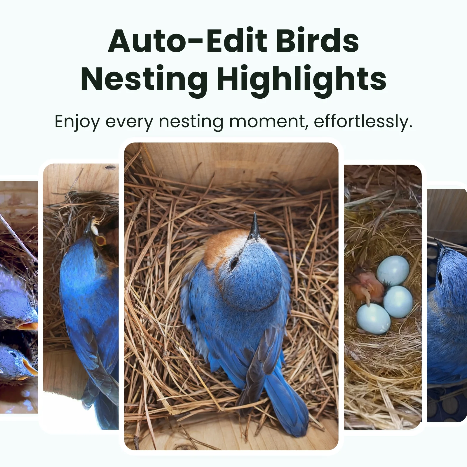Bird Nest with camera ebony AI - Image 7