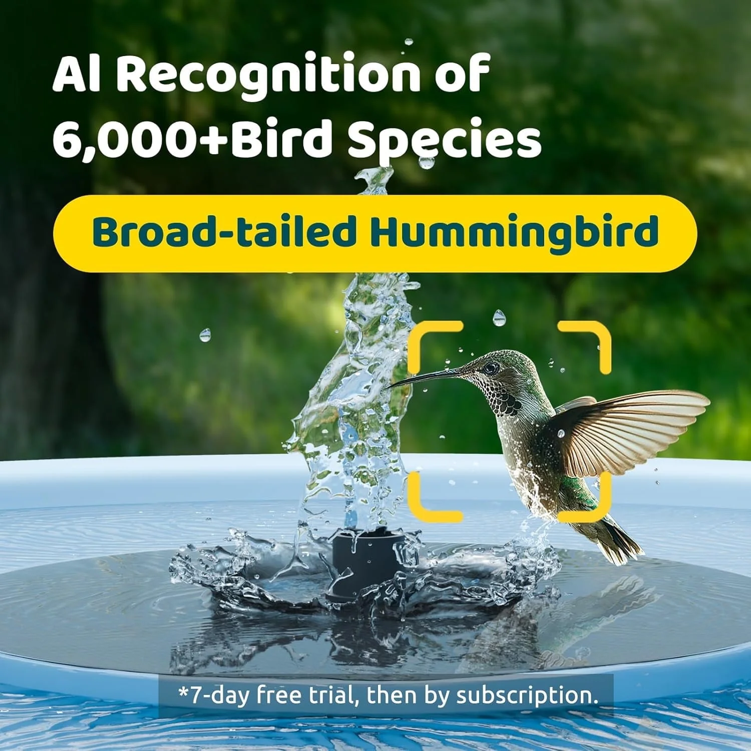 Birdfy Bird Bath with Camera, Lite - Image 2