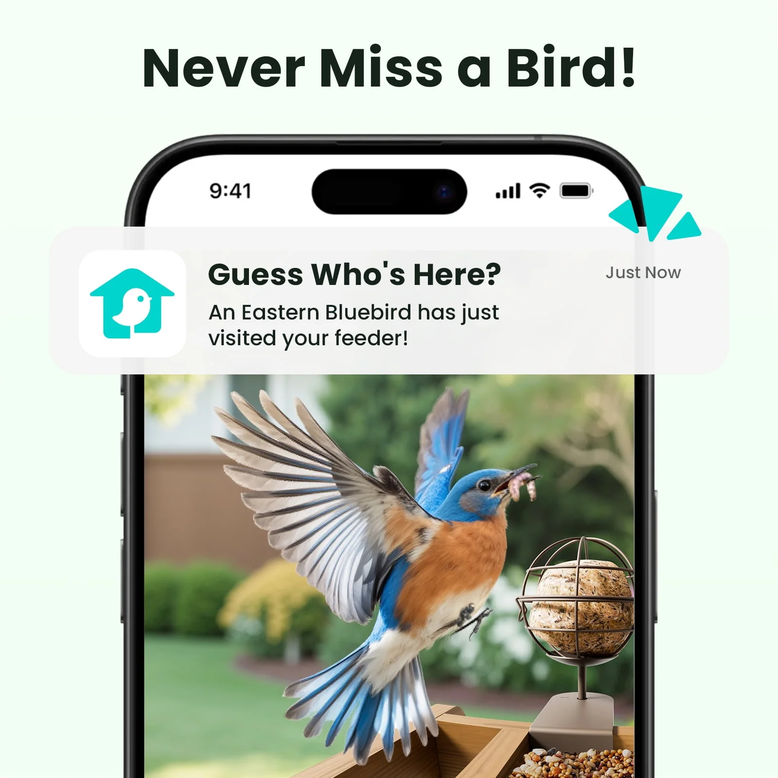 Birdfy Feeder Cedar D - Smart Bird Feeder with Camera, 1080P FHD 60FPS, AI Bird ID, Solar Powered, Suet Ball Holder - Image 3
