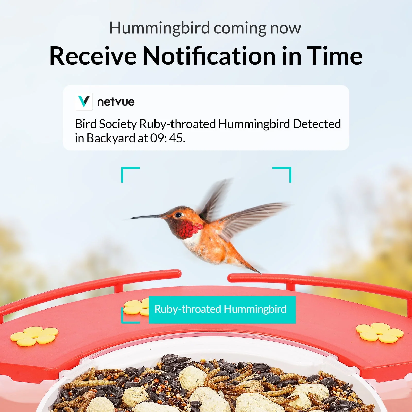 Birdfy Hummingbird Feeder Camera - Image 2