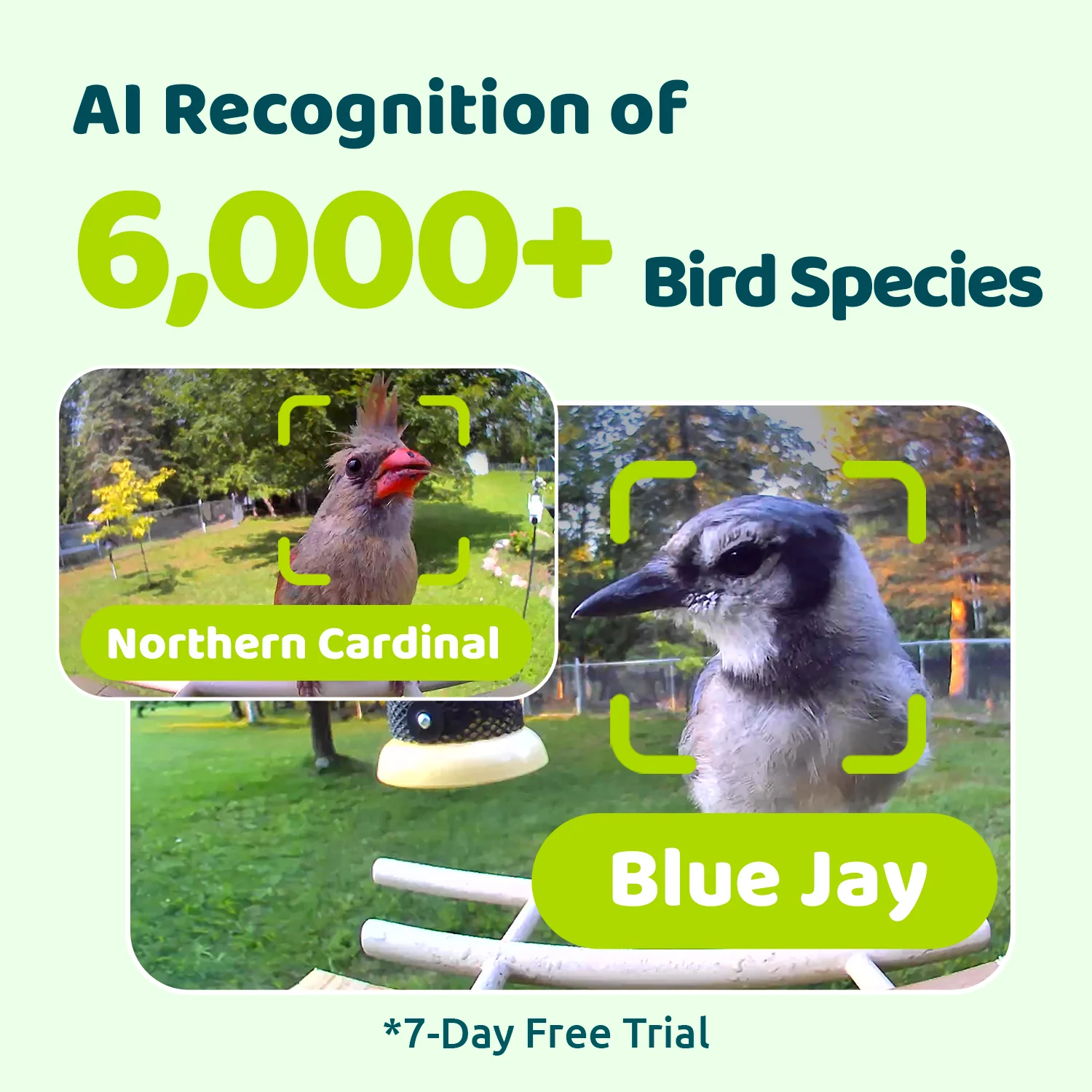 Birdfy Smart Bird Feeder with Camera, AI Identify 6000+ Species, Solar Powered,Eco-friendly Wooden, Ideal Gift, Cyan - Image 6