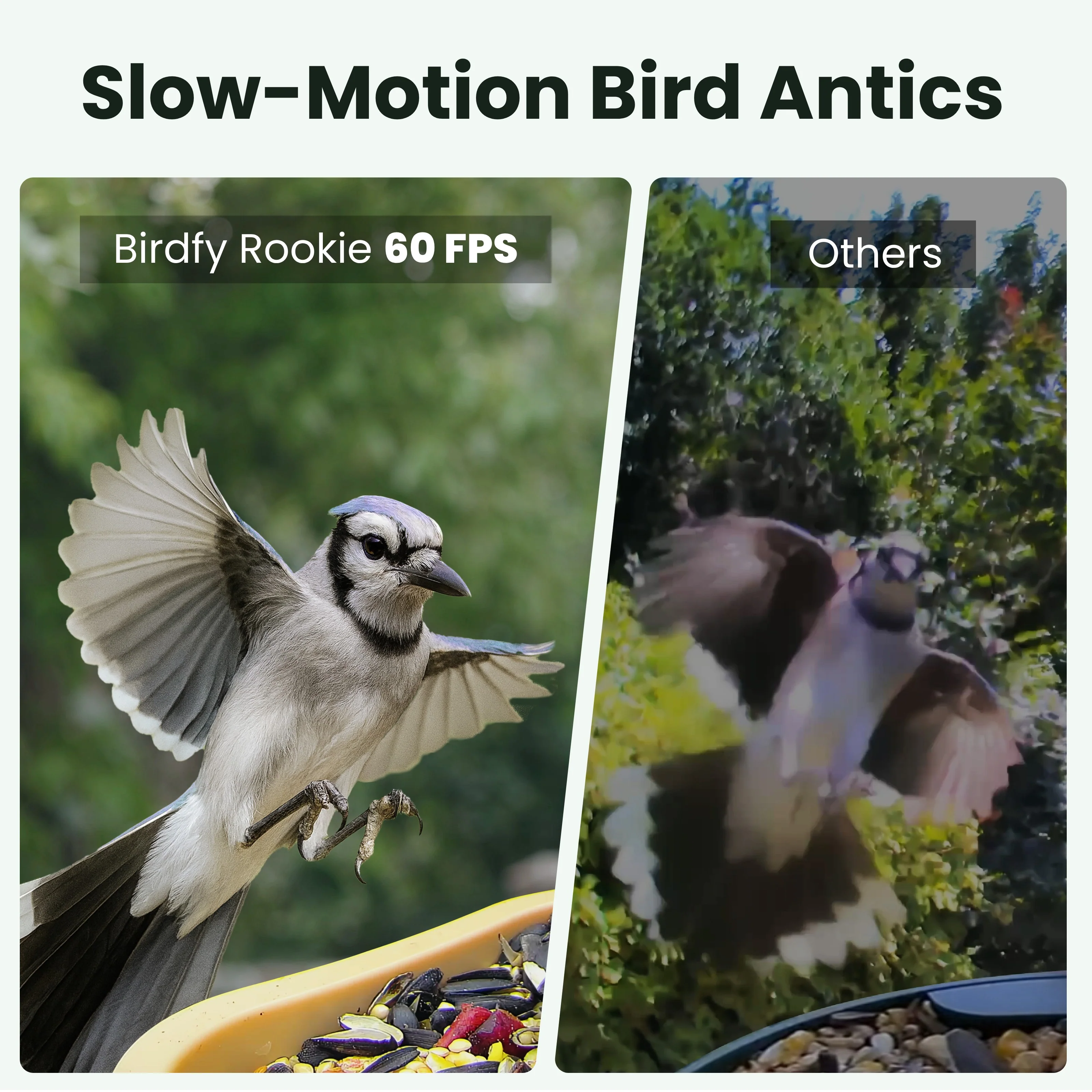 Birdfy Smart Bird Feeder with Camera, Rookie - Image 3