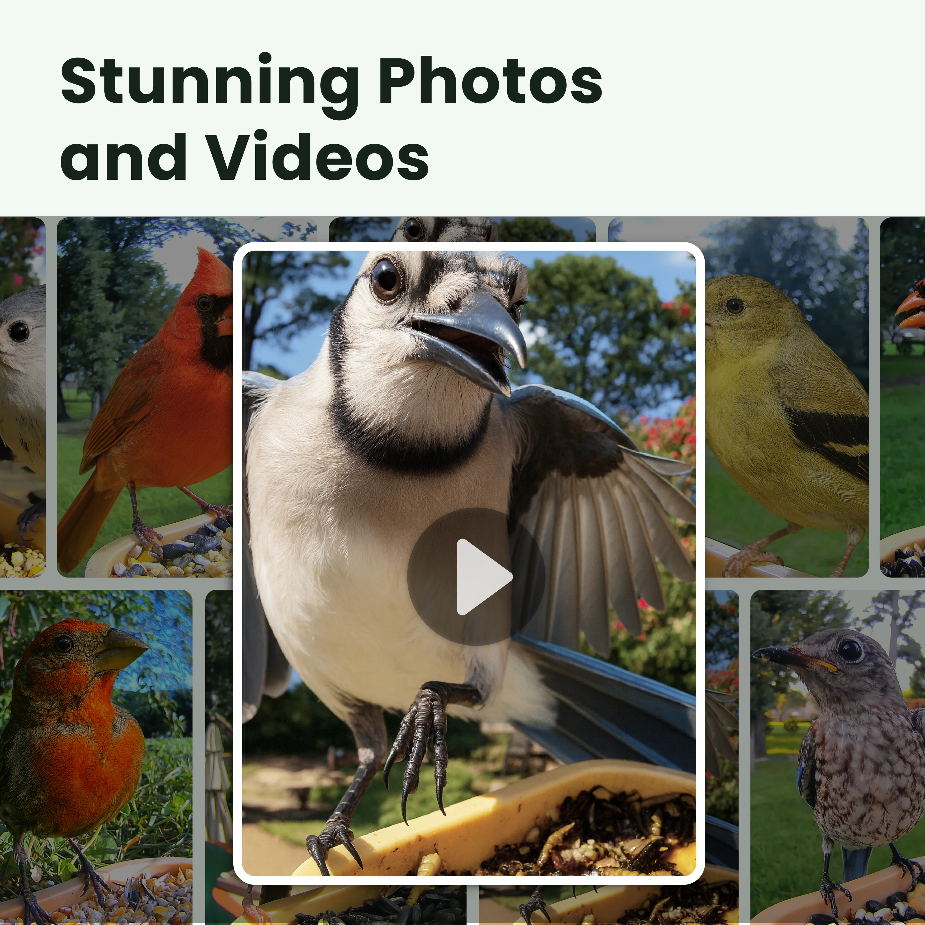 Birdfy Smart Bird Feeder with Camera, Rookie - Image 4