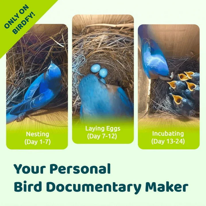 Birdfy Smart Bird Houses for Outside Solar Powered, Polygon - Image 2