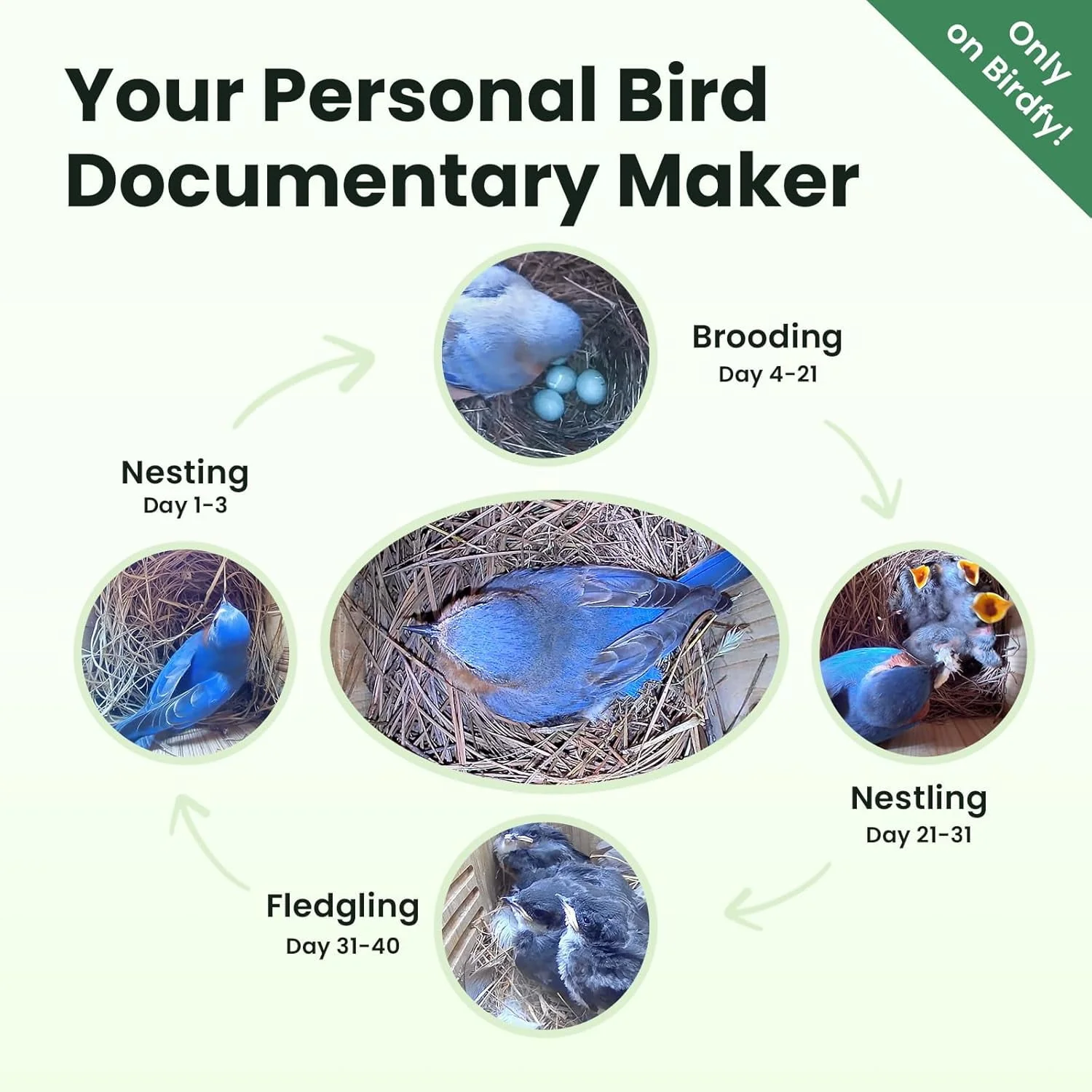 Birdfy Smart Bird Houses With 1080P HD Bird Feeder Camera, Perfect Viewing Bird Nesting and Hatching - Image 3