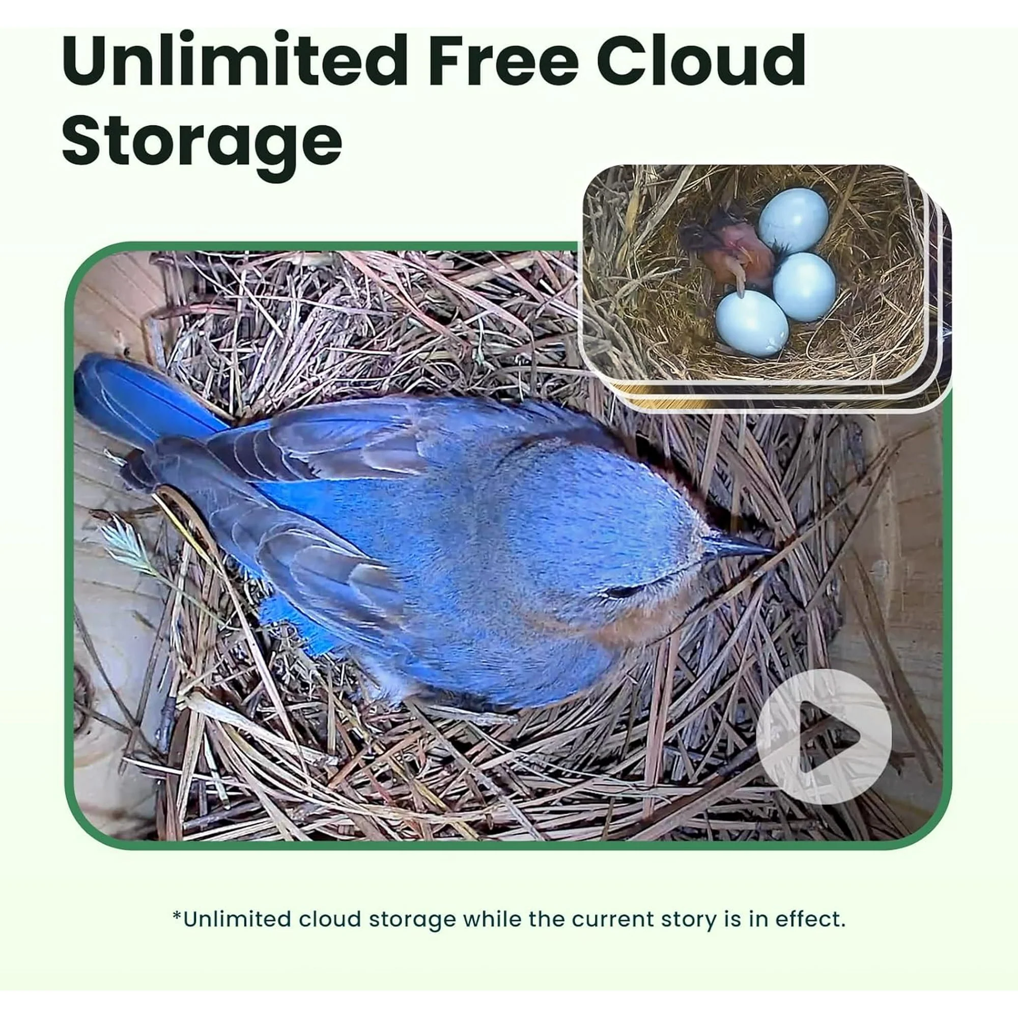 Birdfy Smart Bird Houses With 1080P HD Bird Feeder Camera, Perfect Viewing Bird Nesting and Hatching - Image 4