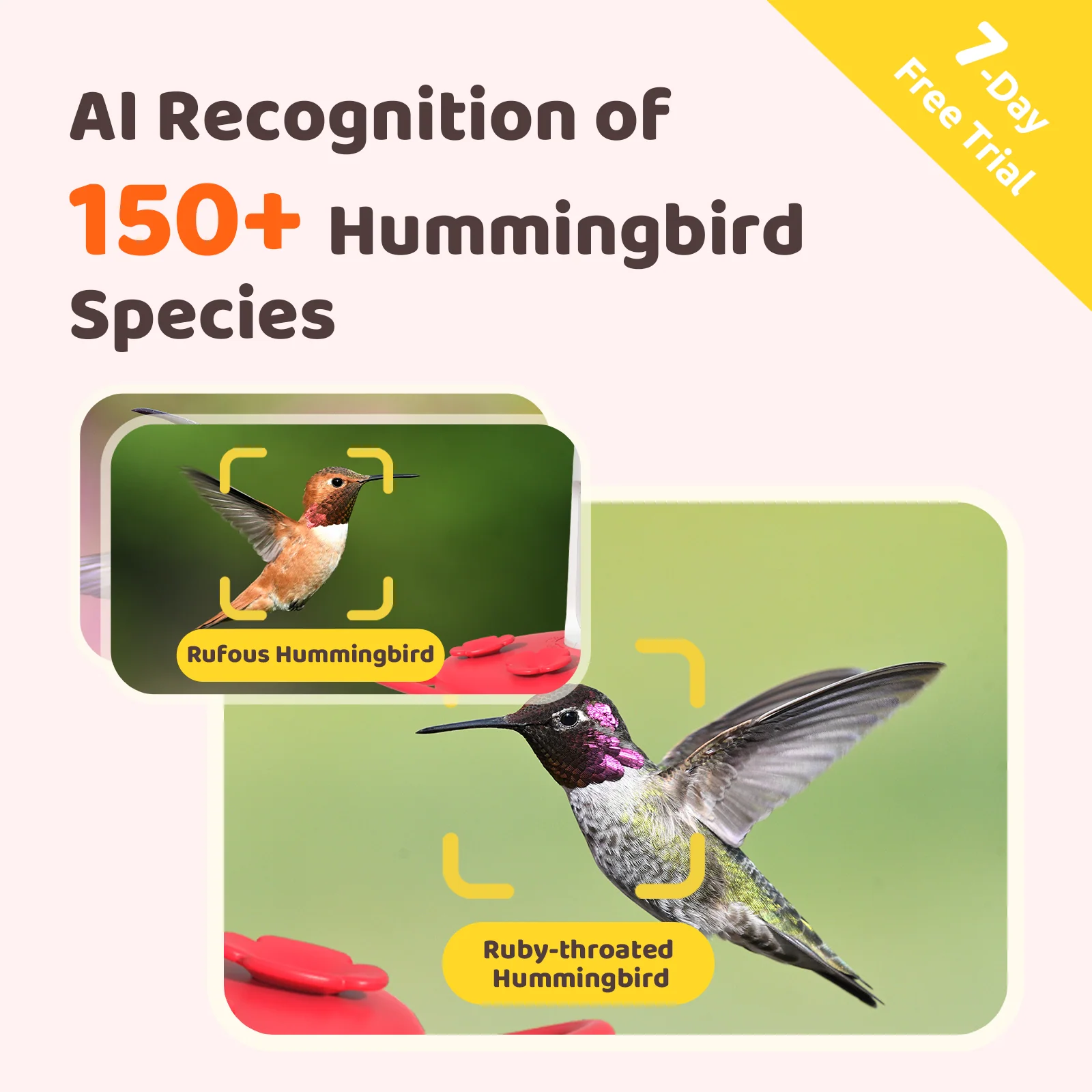 Hummingbird Feeder ruby - Image 3