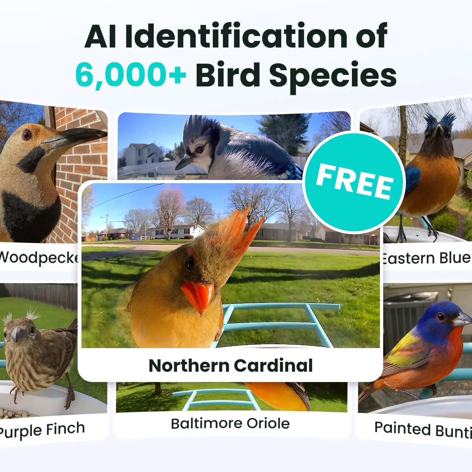 Netvue Birdfy Smart Bird Feeder with Free AI for Bird Watching - Image 3
