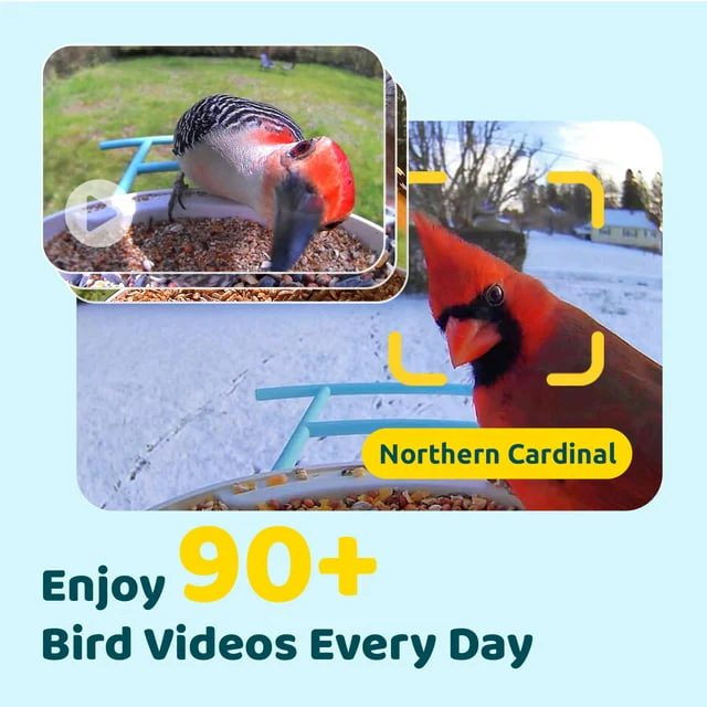 Netvue Birdfy Smart Bird Feeder with Free AI for Bird Watching - Image 6