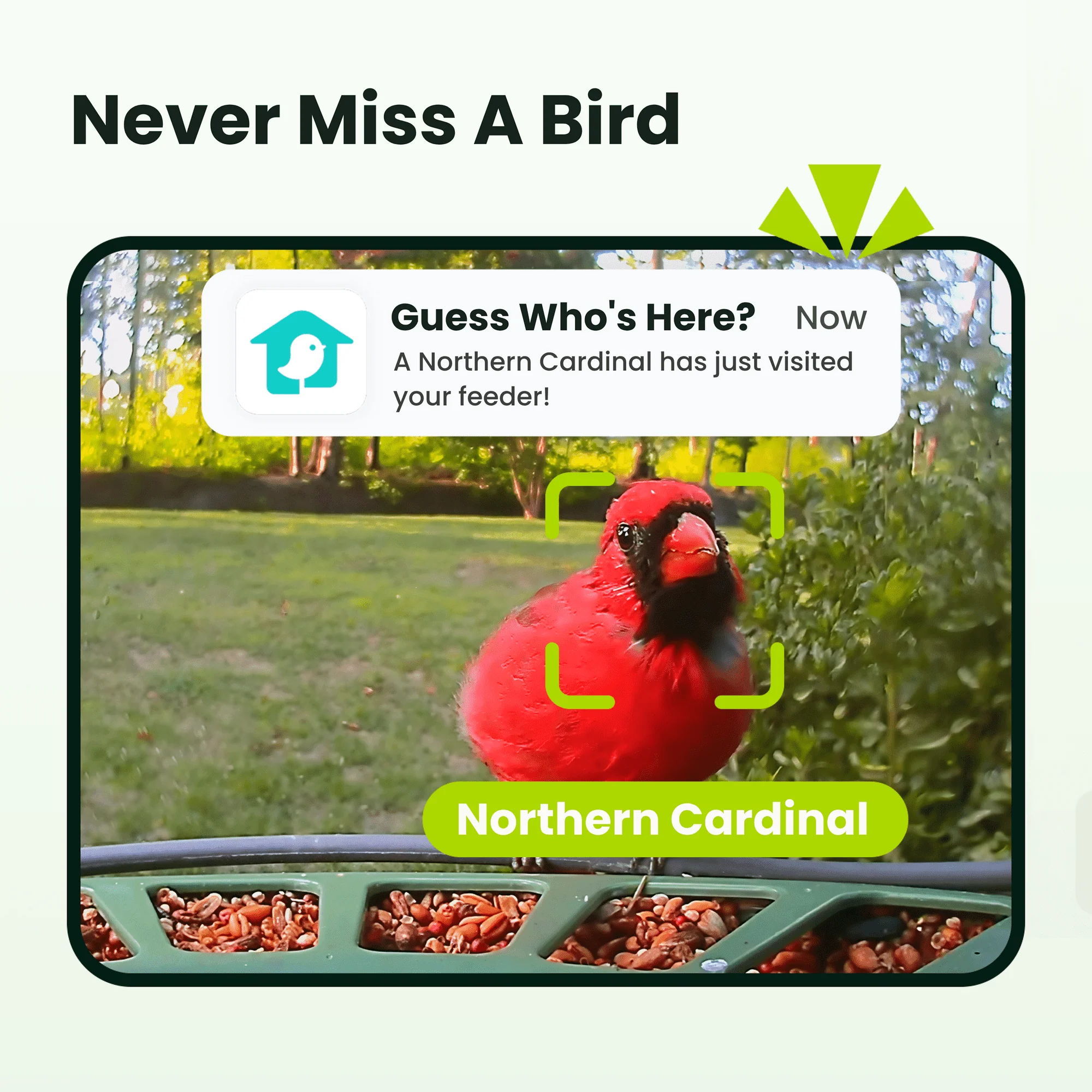 Smart Bird Feeder with Camera, Netvue Birdfy Bird Feeders Camera with AI Identify,Gift for Bird Lover,Birdfy 2 Duo - Image 3