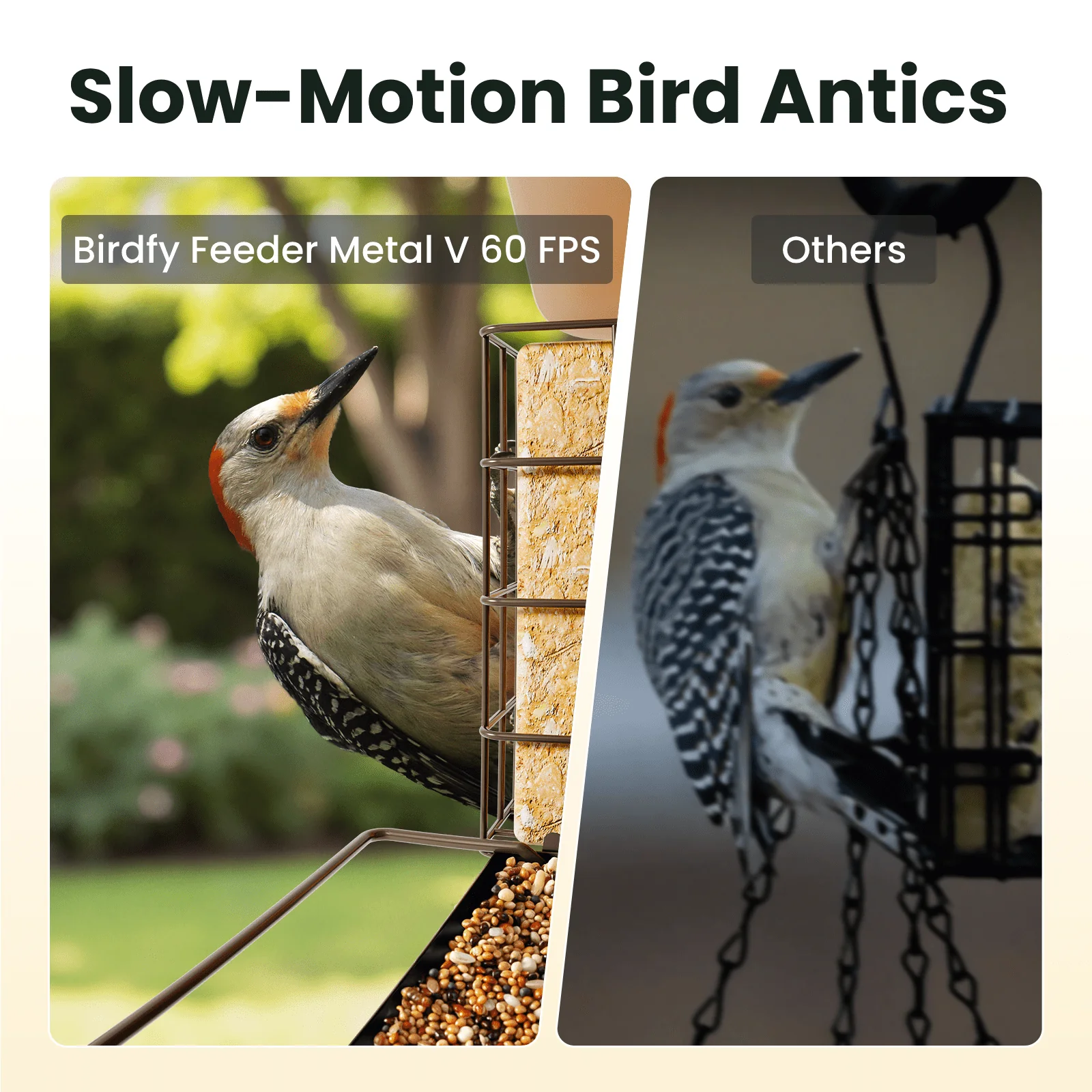 Smart Bird Feeder with Camera, Netvue Birdfy Bird Feeders Camera with AI Identify,Gift for Bird Lover,Metal B - Image 3