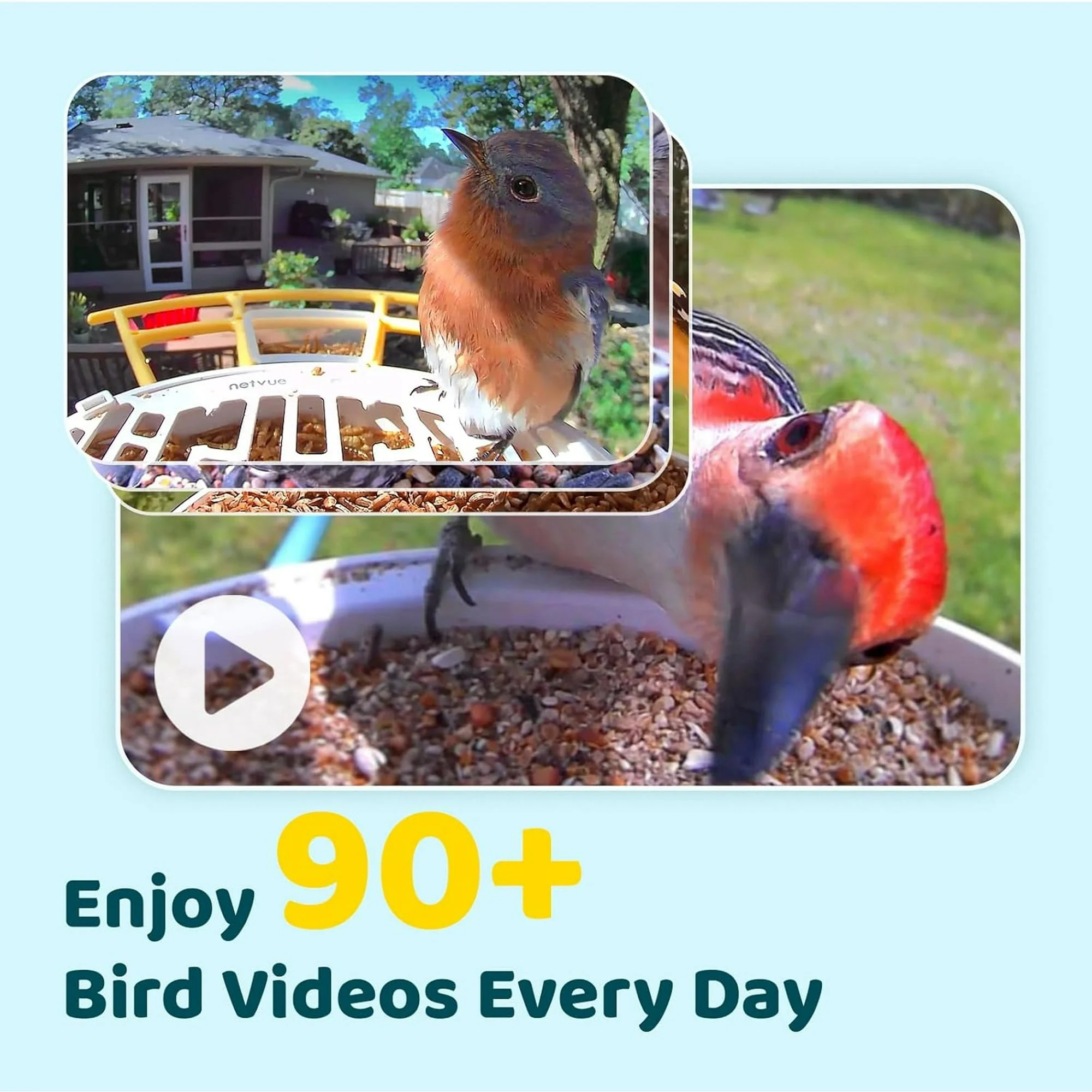 Smart Bird Feeder with Camera, Netvue Birdfy Bird Watching Camera, Auto Capture Bird Videos & Motion Detection, Wireless Camera Ideal Present for Bird Lover - Image 3